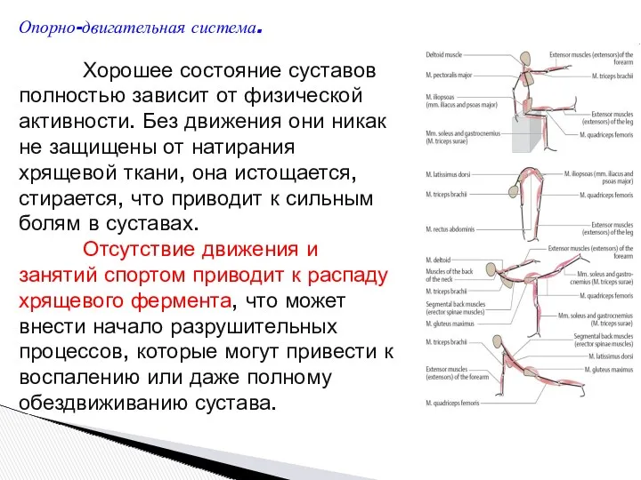 Опорно-двигательная система. Хорошее состояние суставов полностью зависит от физической активности.