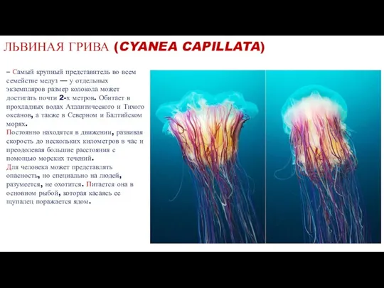 ЛЬВИНАЯ ГРИВА (CYANEA CAPILLATA) – Самый крупный представитель во всем семействе медуз —