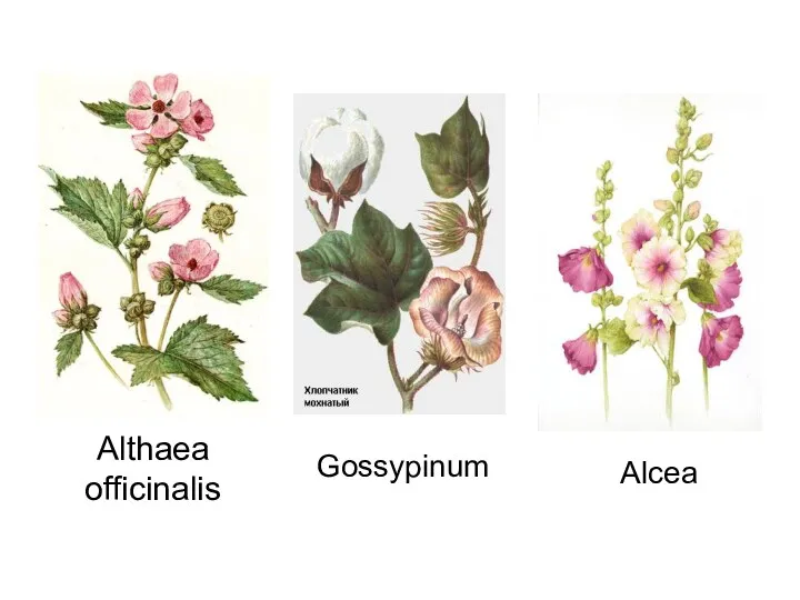 Althaea officinalis Gossypinum Alcea