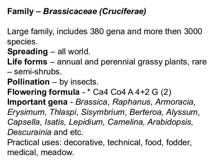 Family – Brassicaceae (Cruciferae) Large family, includes 380 gena and more then 3000