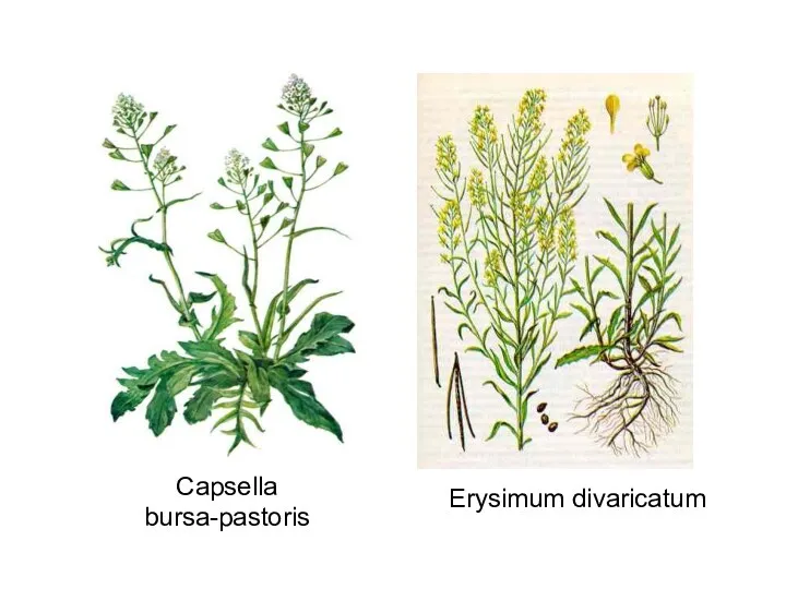 Capsella bursa-pastoris Erysimum divaricatum