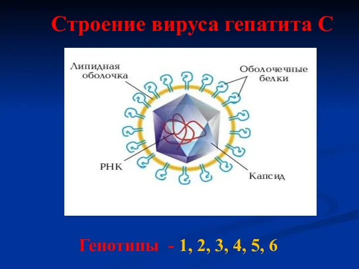 Строение вируса гепатита С Генотипы - 1, 2, 3, 4, 5, 6