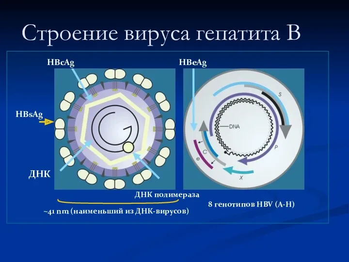 Строение вируса гепатита В HBsAg HBcAg ДНК ДНК полимераза HBeAg ~41 nm (наименьший