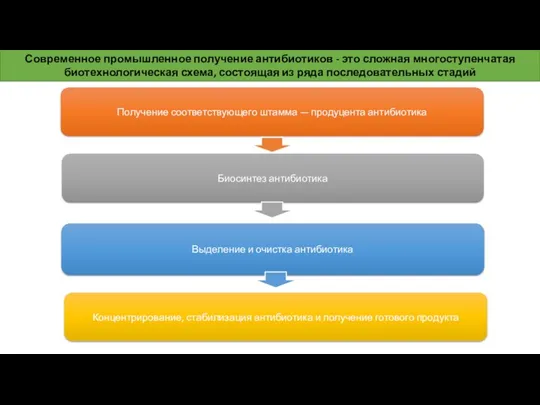 Получение соответствующего штамма — продуцента антибиотика Биосинтез антибиотика Выделение и очистка антибиотика Концентрирование,