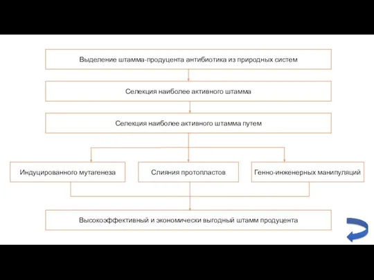 Выделение штамма-продуцента антибиотика из природных систем Селекция наиболее активного штамма Селекция наиболее активного