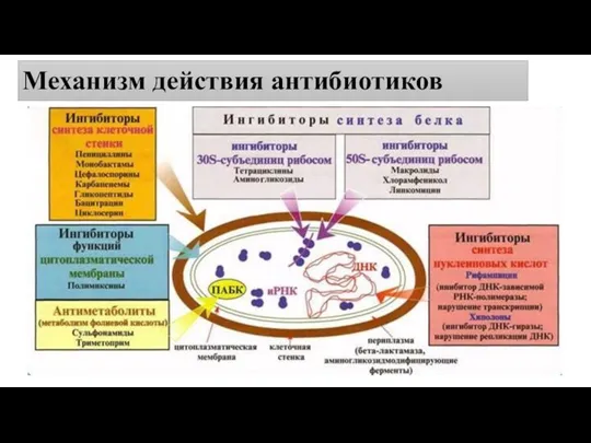 Механизм действия антибиотиков