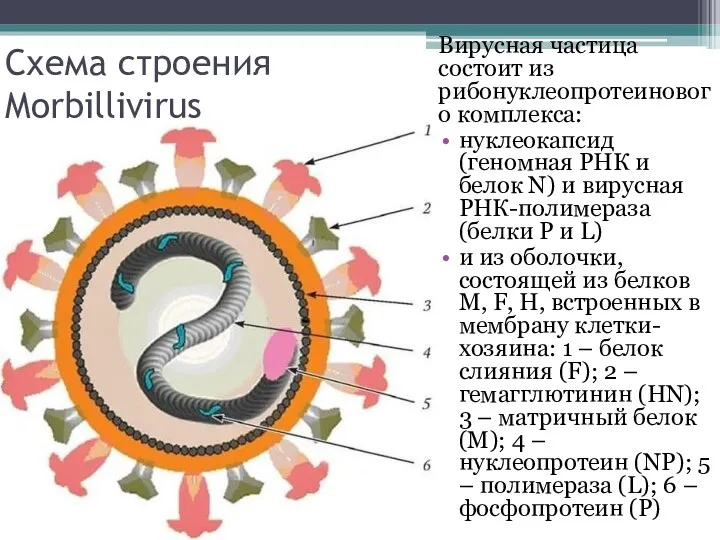 Схема строения Morbillivirus Вирусная частица состоит из рибонуклеопротеинового комплекса: нуклеокапсид