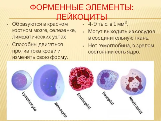 ФОРМЕННЫЕ ЭЛЕМЕНТЫ: ЛЕЙКОЦИТЫ Образуются в красном костном мозге, селезенке, лимфатических