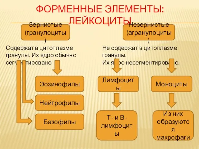 ФОРМЕННЫЕ ЭЛЕМЕНТЫ: ЛЕЙКОЦИТЫ Незернистые (агранулоциты) Зернистые (гранулоциты) Содержат в цитоплазме