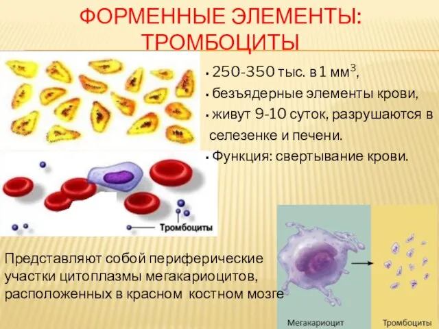 250-350 тыс. в 1 мм3, безъядерные элементы крови, живут 9-10