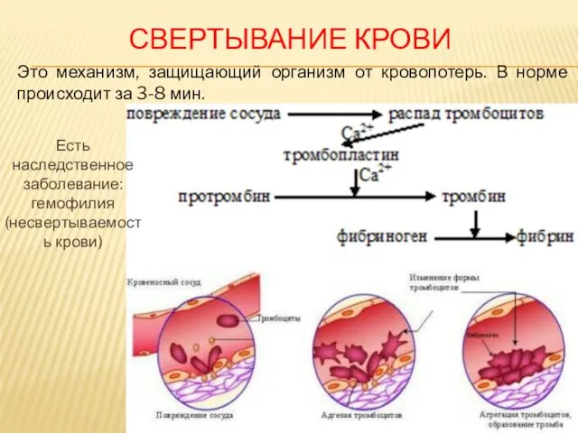 СВЕРТЫВАНИЕ КРОВИ Это механизм, защищающий организм от кровопотерь. В норме