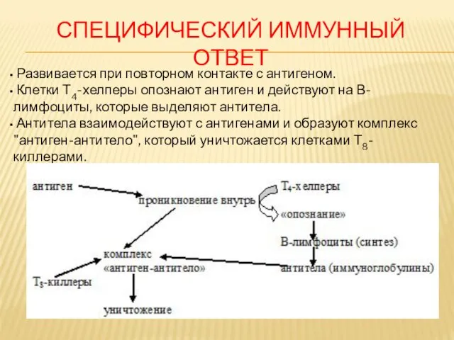 Развивается при повторном контакте с антигеном. Клетки Т4-хелперы опознают антиген