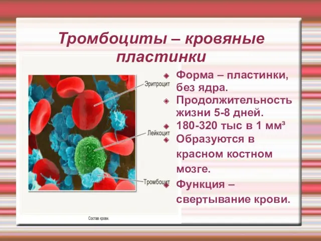 Тромбоциты – кровяные пластинки Форма – пластинки, без ядра. Продолжительность
