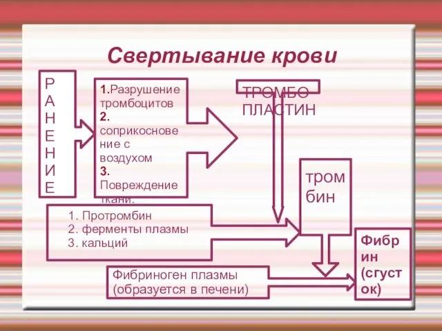 Свертывание крови Р A НЕ НИ Е 1.Разрушение тромбоцитов 2.соприкосновение