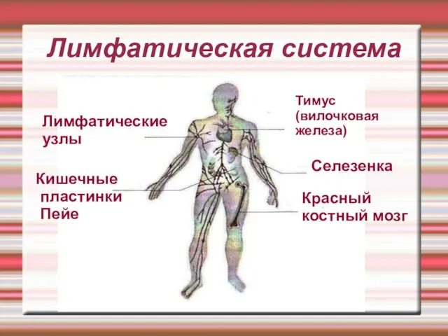 Лимфатическая система Тимус (вилочковая железа) Селезенка Красный костный мозг Лимфатические узлы Кишечные пластинки Пейе