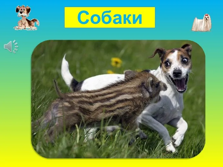 Собаки