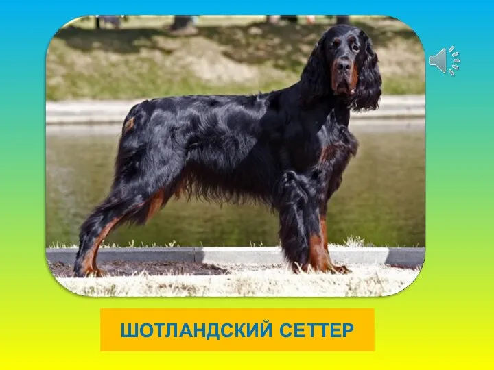 ШОТЛАНДСКИЙ СЕТТЕР