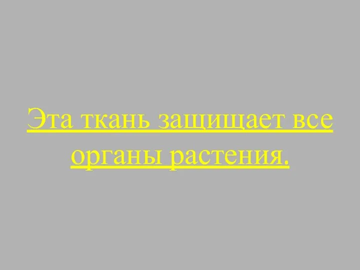 Эта ткань защищает все органы растения.