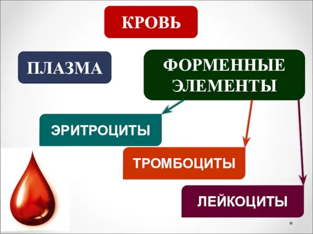 КРОВЬ ПЛАЗМА ФОРМЕННЫЕ ЭЛЕМЕНТЫ