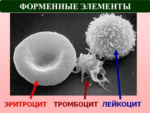 ФОРМЕННЫЕ ЭЛЕМЕНТЫ