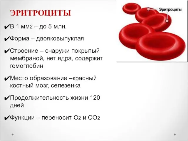 ЭРИТРОЦИТЫ В 1 мм2 – до 5 млн. Форма – двояковыпуклая Строение –