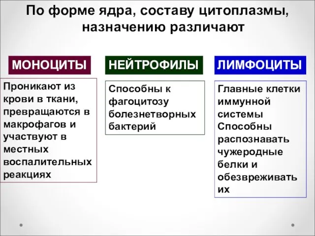 По форме ядра, составу цитоплазмы, назначению различают МОНОЦИТЫ НЕЙТРОФИЛЫ ЛИМФОЦИТЫ Проникают из крови