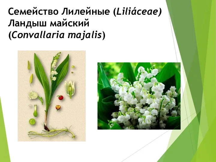 Семейство Лилейные (Liliáceae) Ландыш майский (Convallaria majalis)