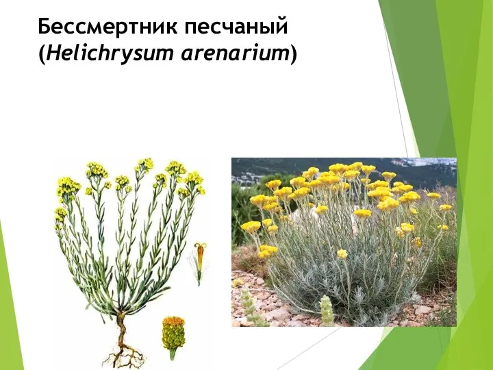 Бессмертник песчаный (Helichrysum arenarium)