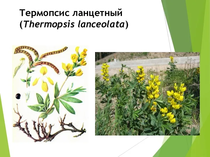 Термопсис ланцетный (Thermopsis lanceolata)