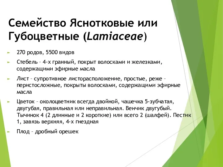 Семейство Яснотковые или Губоцветные (Lamiaceae) 270 родов, 5500 видов Стебель