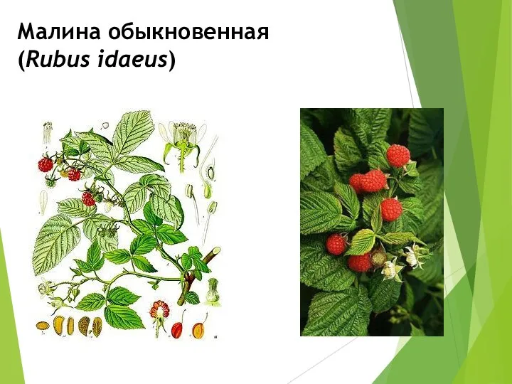 Малина обыкновенная (Rubus idaeus)