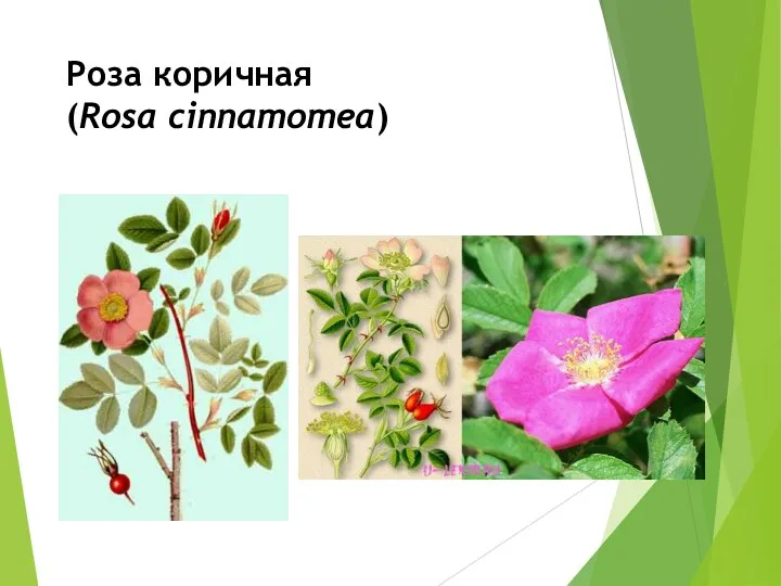 Роза коричная (Rosa cinnamomea)