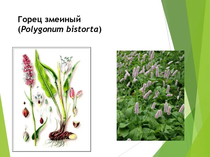 Горец змеиный (Polygonum bistorta)