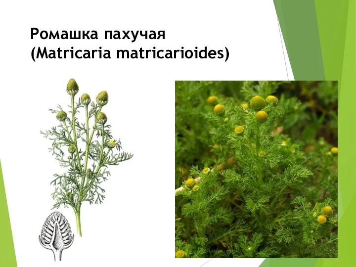 Ромашка пахучая (Matricaria matricarioides)