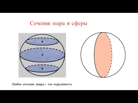 Сечения шара и сферы Любое сечение шара - это окружность