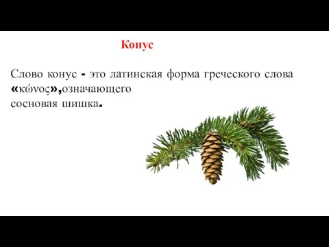 Конус Слово конус - это латинская форма греческого слова«κώνος»,означающего сосновая шишка.