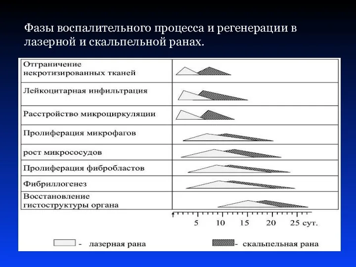 Фазы воспалительного процесса и регенерации в лазерной и скальпельной ранах.