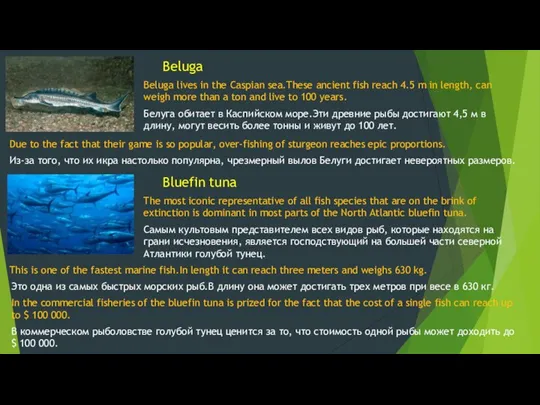 Beluga Beluga lives in the Caspian sea.These ancient fish reach