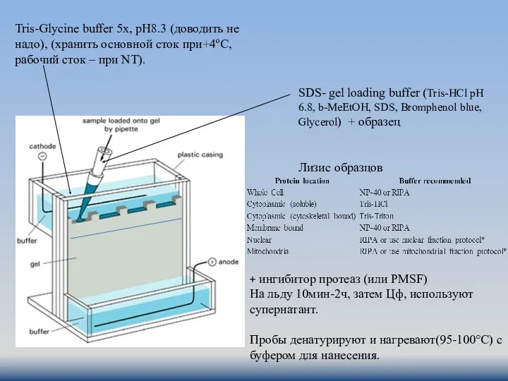 Tris-Glycine buffer 5x, pH8.3 (доводить не надо), (хранить основной сток