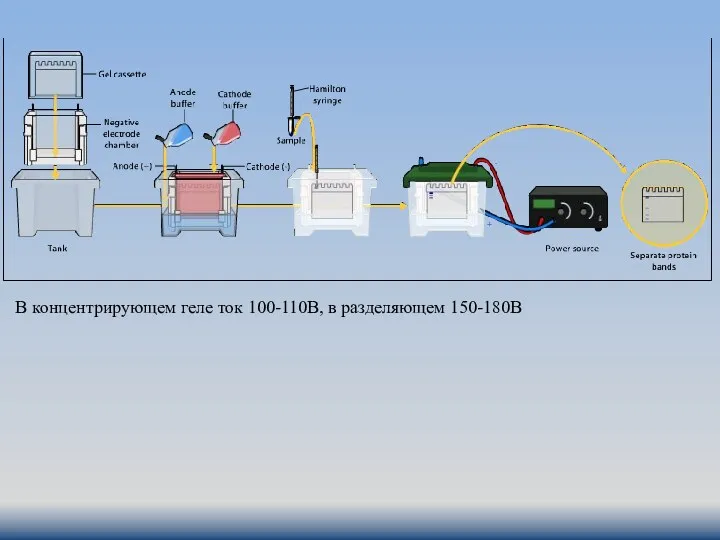 В концентрирующем геле ток 100-110В, в разделяющем 150-180В