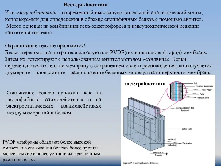 Вестерн-блоттинг Или иммуноблоттинг - современный высокочувствительный аналитический метод, используемый для