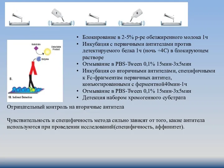 Блокирование в 2-5% р-ре обезжиренного молока 1ч Инкубация с первичными