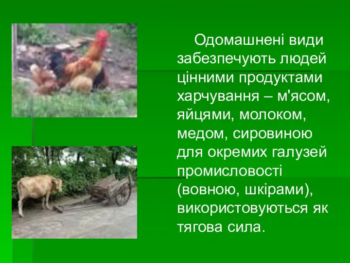 Одомашнені види забезпечують людей цінними продуктами харчування – м'ясом, яйцями,