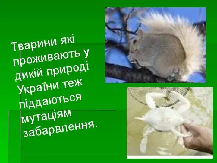 Тварини які проживають у дикій природі України теж піддаються мутаціям забарвлення.