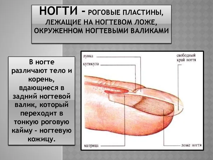 НОГТИ - РОГОВЫЕ ПЛАСТИНЫ, ЛЕЖАЩИЕ НА НОГТЕВОМ ЛОЖЕ, ОКРУЖЕННОМ НОГТЕВЫМИ