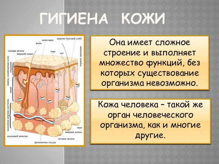 ГИГИЕНА КОЖИ Кожа человека – такой же орган человеческого организма,