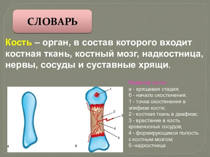 СЛОВАРЬ Кость – орган, в состав которого входит костная ткань, костный мозг, надкостница,