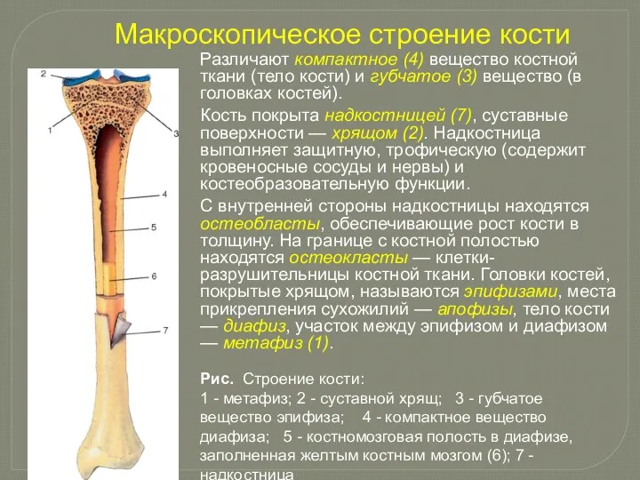 Макроскопическое строение кости Различают компактное (4) вещество костной ткани (тело кости) и губчатое