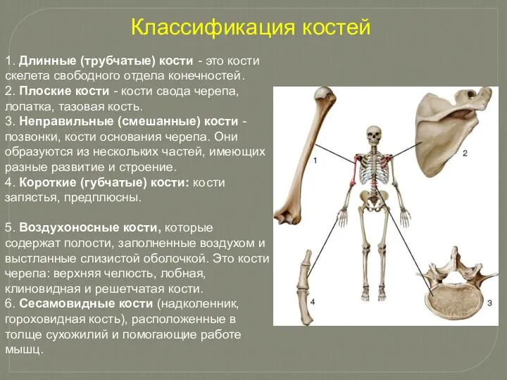 Классификация костей 1. Длинные (трубчатые) кости - это кости скелета свободного отдела конечностей.
