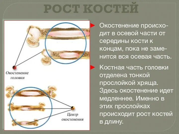 РОСТ КОСТЕЙ Окостенение происхо-дит в осевой части от середины кости к концам, пока